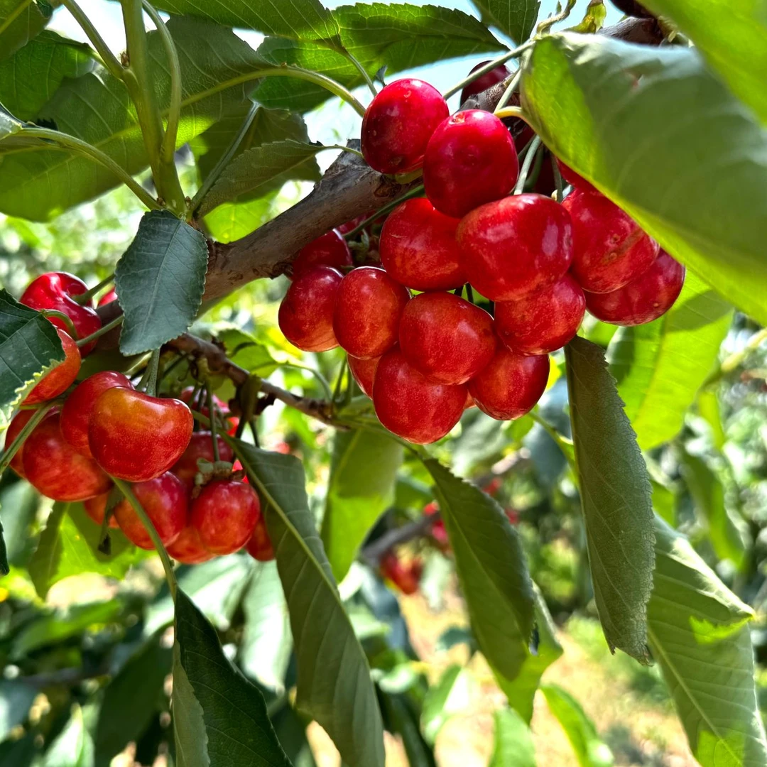 陕西渭南澄城高端纯甜硬脆樱桃，睿祥明5-5，震撼来袭