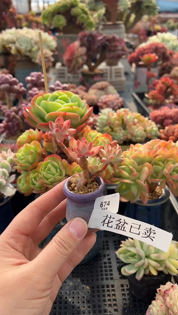 常**意674             带盆、