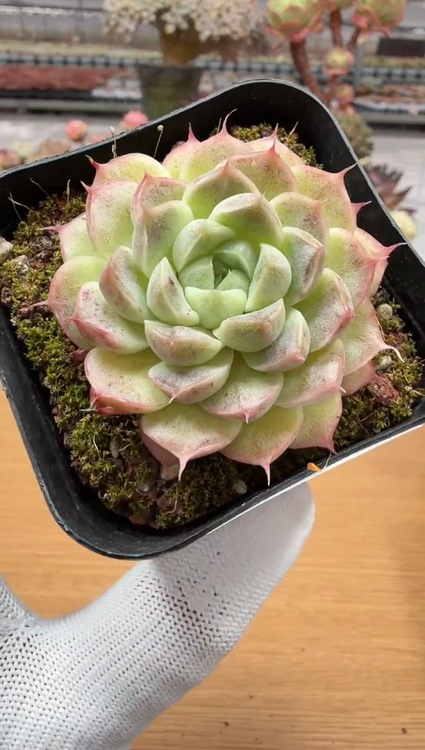 东云多肉园二店-63