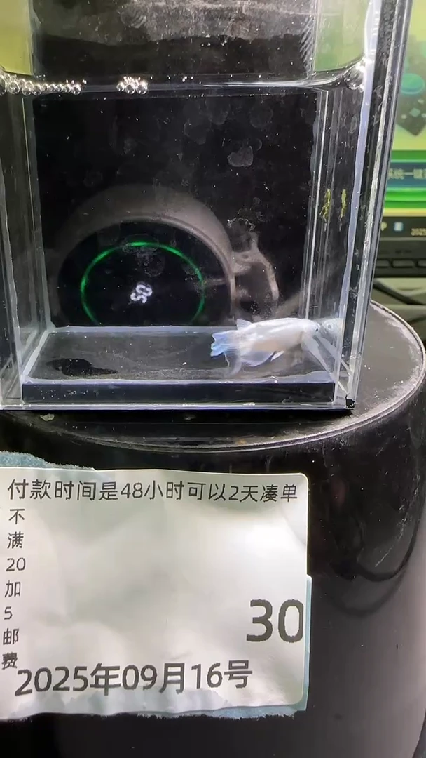 青鳉鱼观背青鳉观背青鳉30