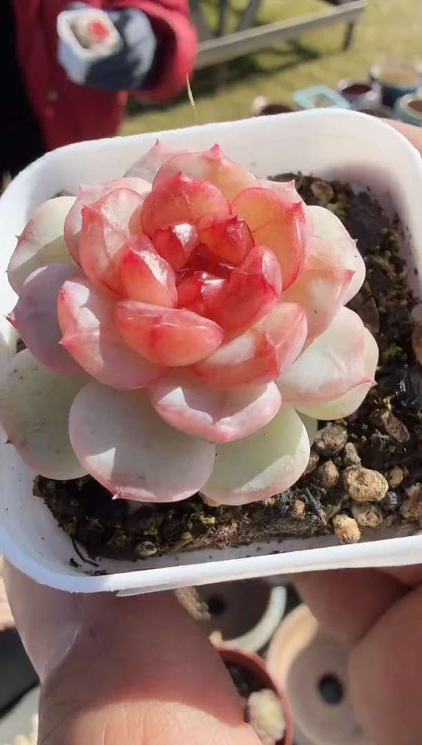 东云多肉园新款-44