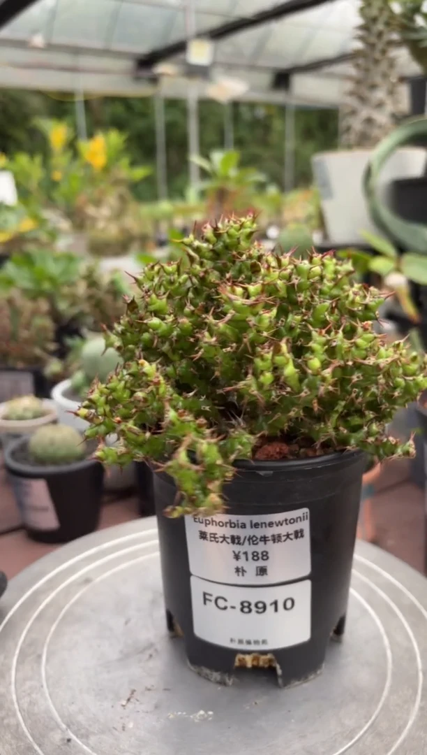 伦牛顿大戟FC-8910