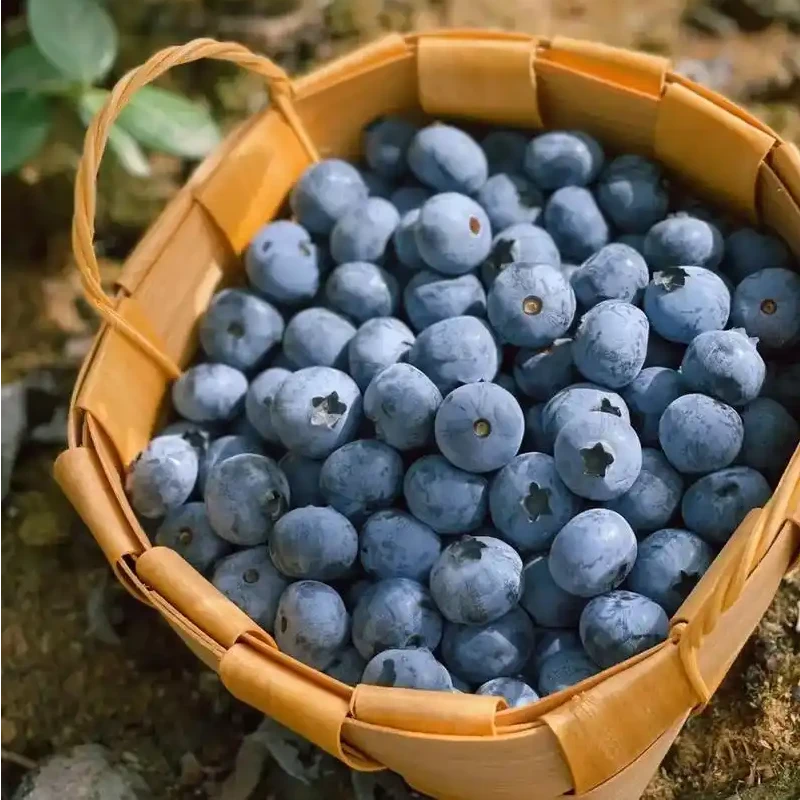 亮眼莓·杯装蓝莓（约50g/杯，1杯/1件可选）云南省