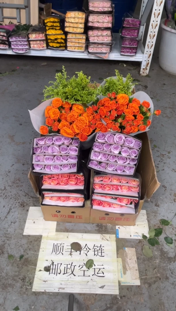 朱小姐20枝+海洋之歌20枝+橙色芭比10枝+黄莺