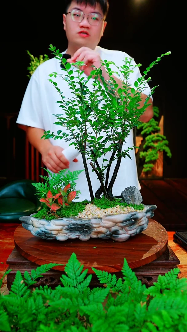 无花朵小叶紫檀禅意高端室内盆景入户玄关茶桌书房四季好养