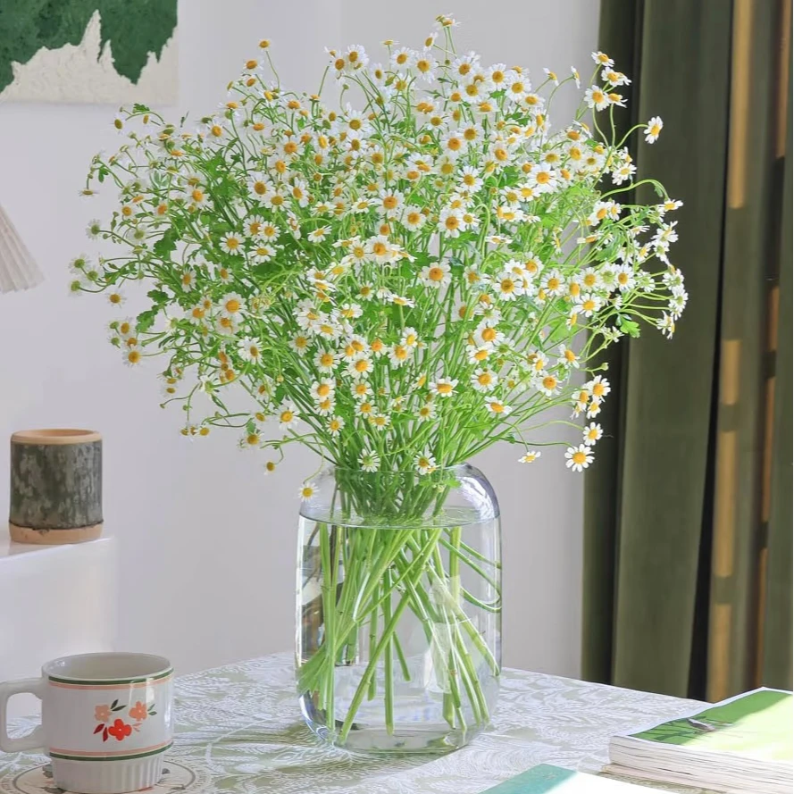 【洋甘菊】洋甘菊一把 家居养花 任意两单顺丰包邮