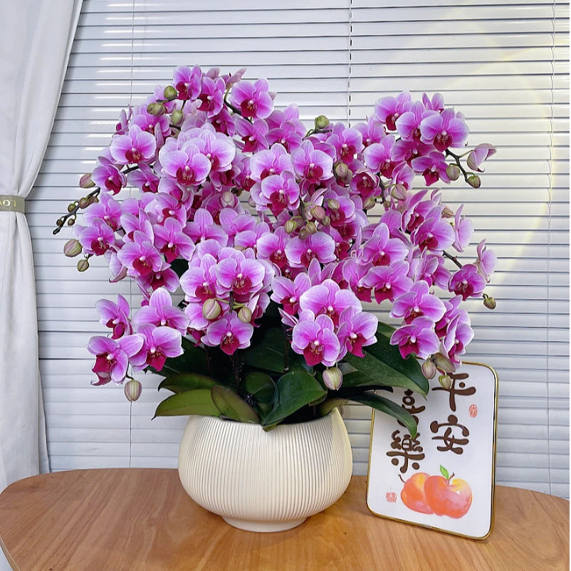 【粉公主-蝴蝶兰】高端鲜花 花期长 桌面款 送礼 家居摆件