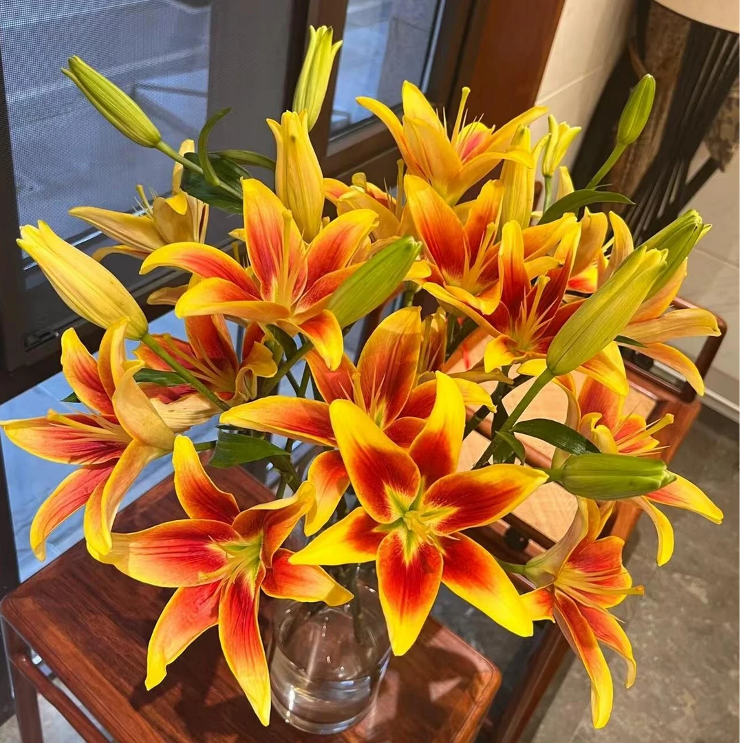【皇冠亚百合】东北鲜花基地直发顺丰包邮适合家居插花
