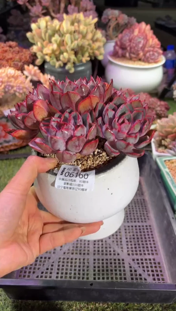 【闪购商品】06160