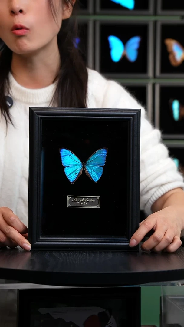 微瑕蝴蝶标本摆件一口价H530