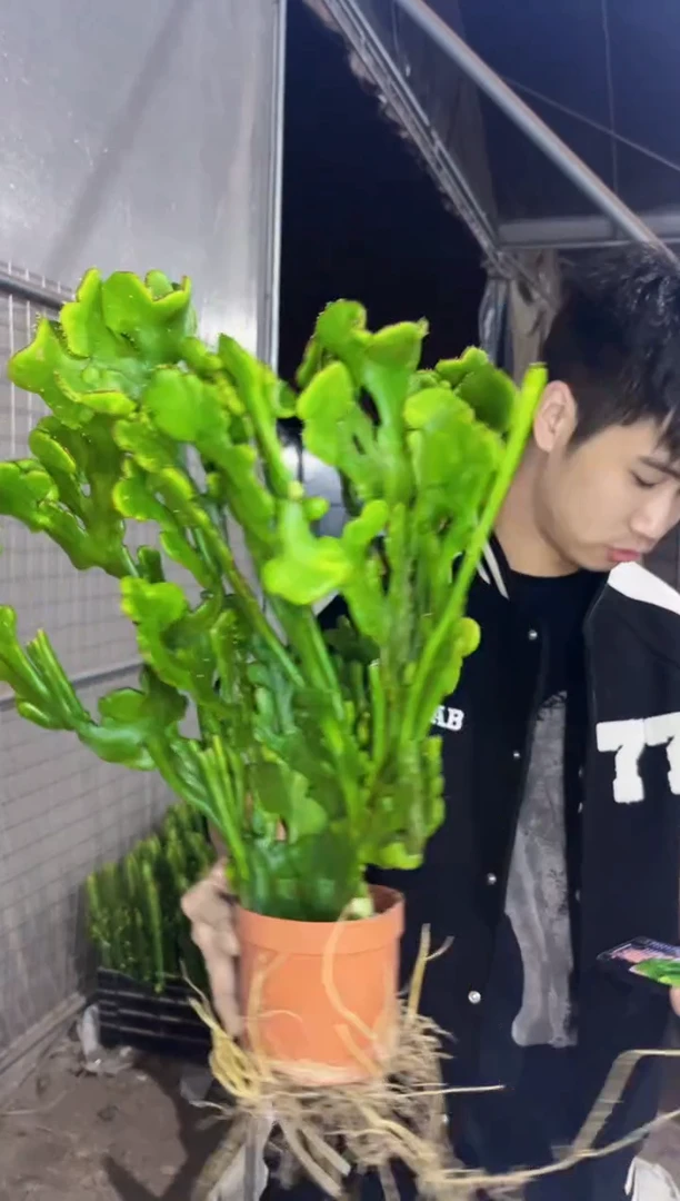 【闪购商品】超大号 彭珊瑚