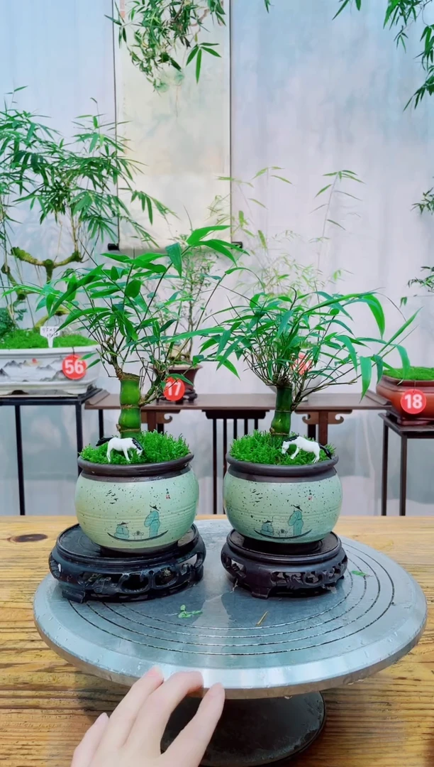 【闪购商品】竹子盆景竹子盆景