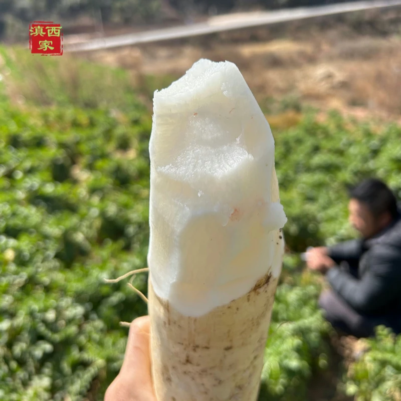 云南高原水果萝卜生吃脆甜现拔现发5/8斤包邮