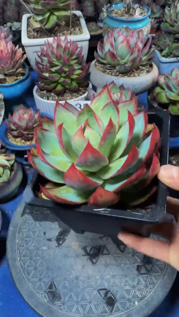 A356惊鸿仙子（裸根发货）