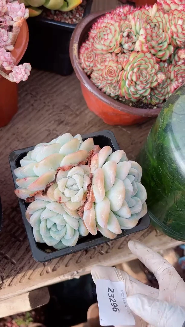 【闪购商品】23296