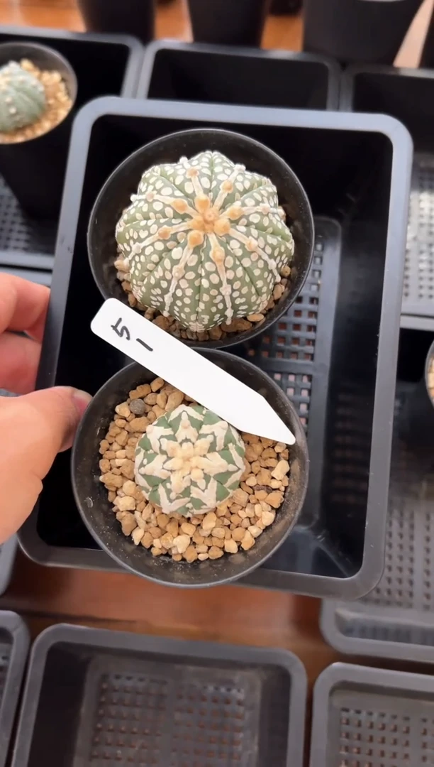 实生根星兜仙人球编码51