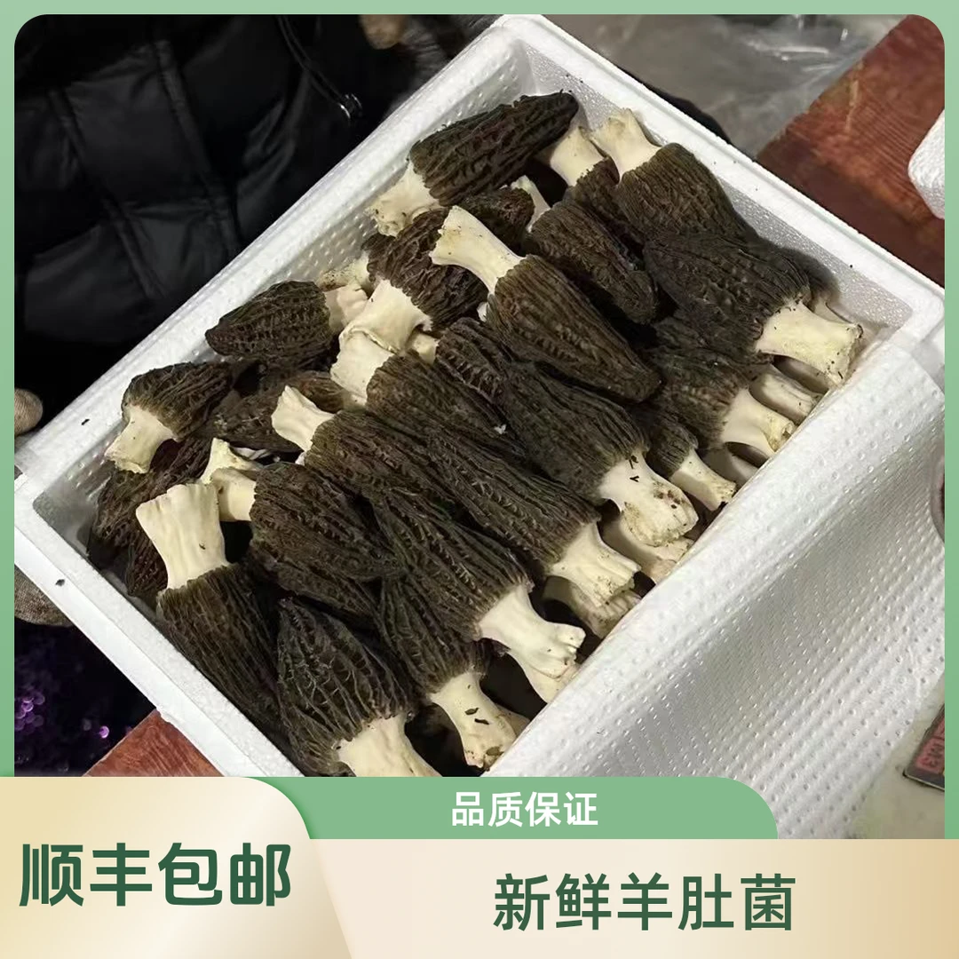 [顺丰包邮]新鲜头茬羊肚菌现摘现发精选羊肚菌菌菇