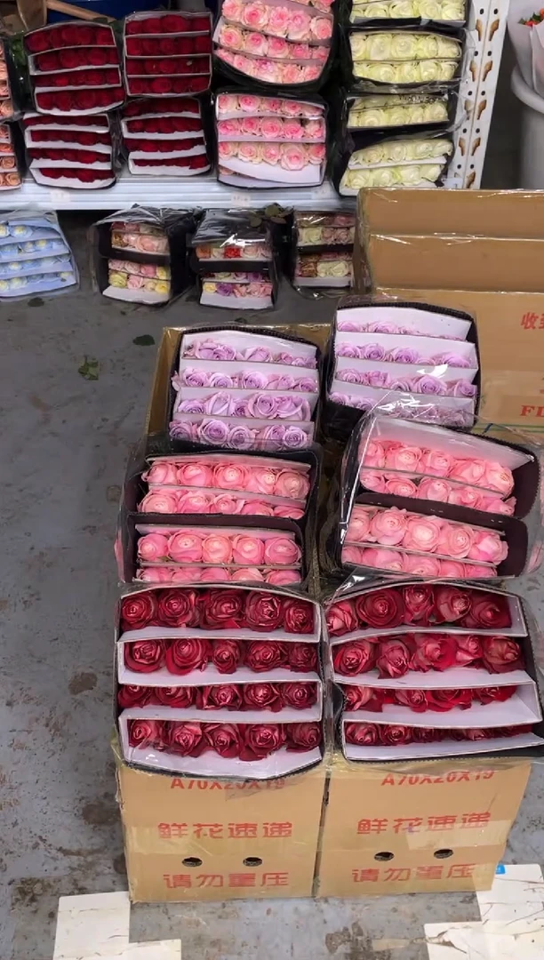 冰上芭蕾20枝+凯瑟琳20枝+海洋之歌20枝