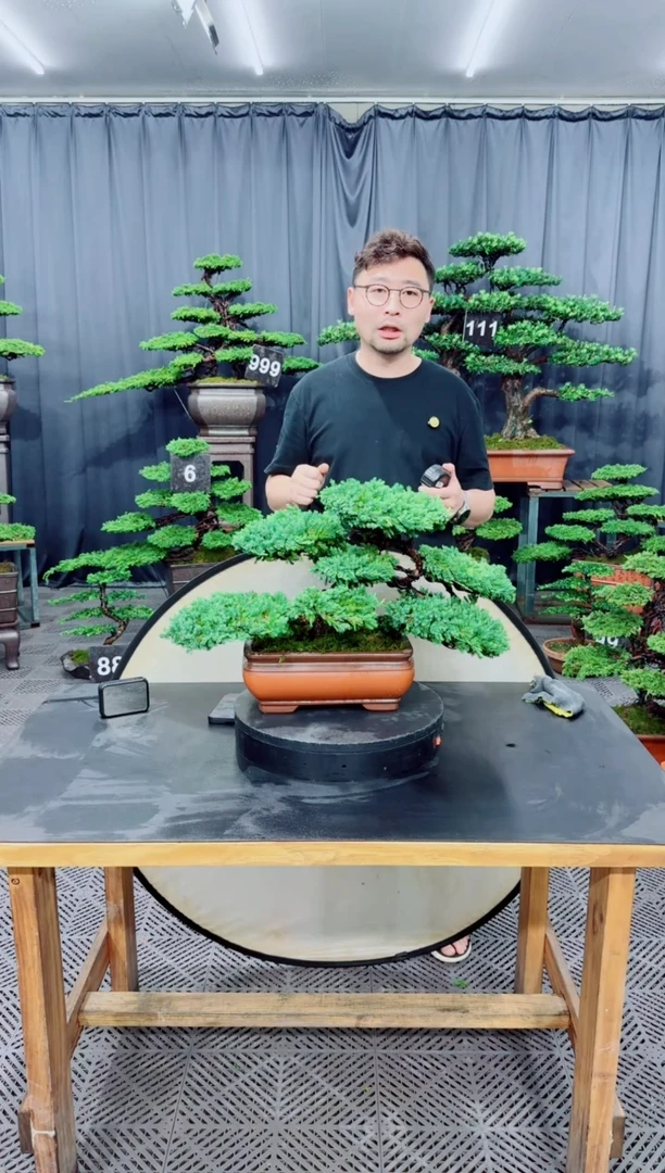 无花朵珍珠柏盆景....