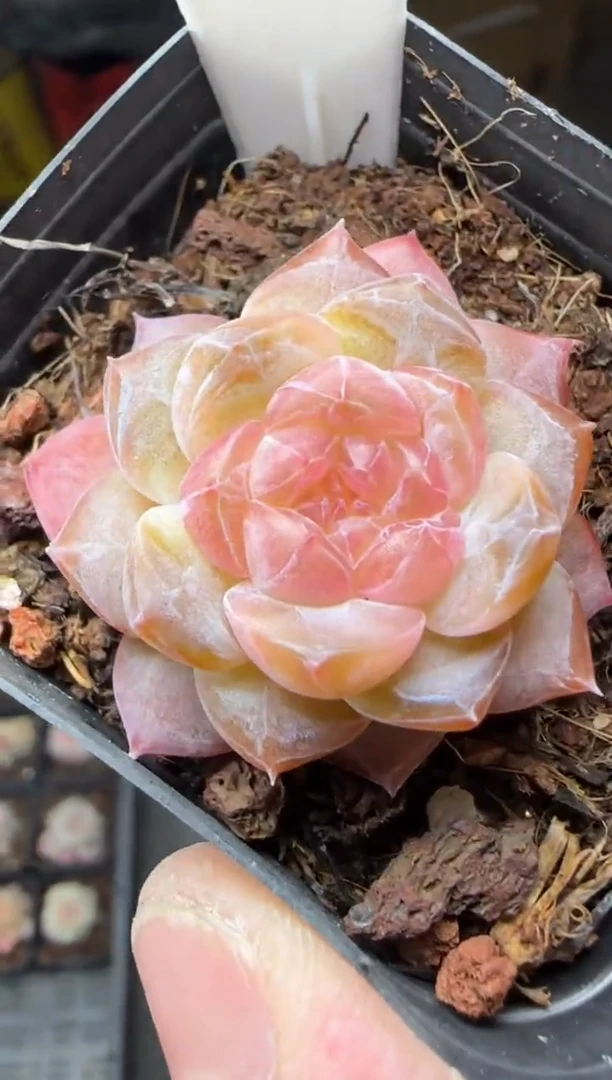 【闪购商品】一物一拍0120—122