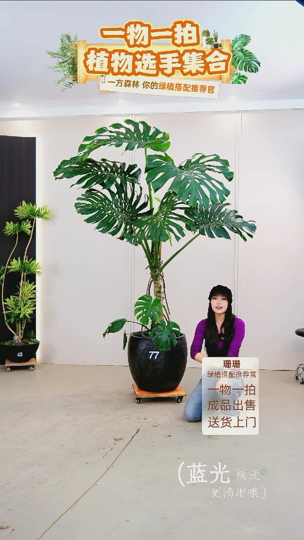 无花朵梦*龟背竹连盆种好栽好一整套送货上门