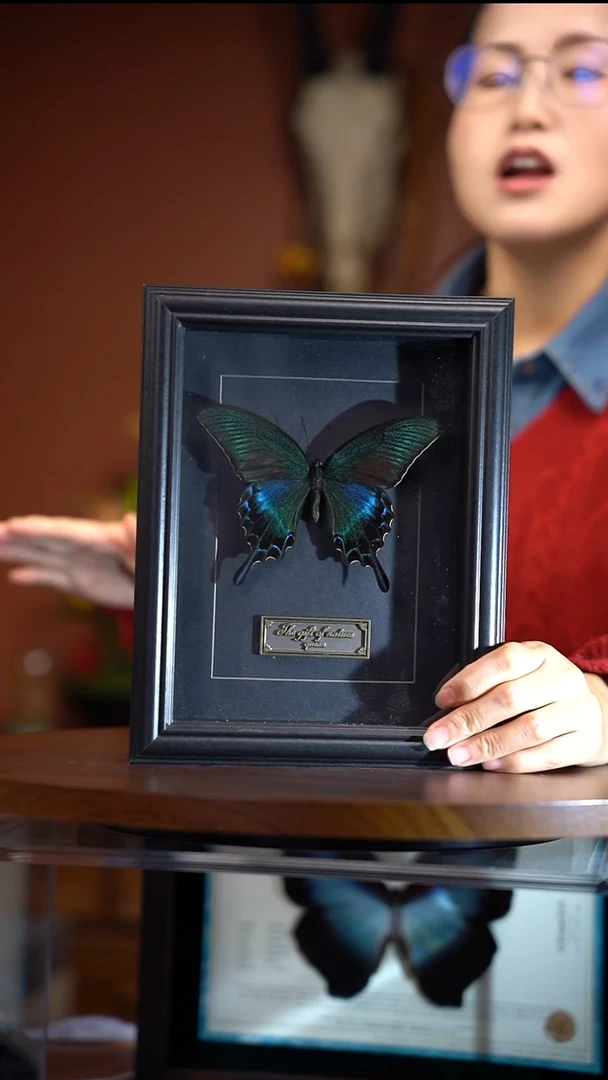 绿带翠凤蝶  夏 常规