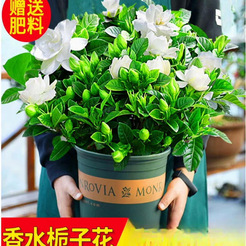 【不带花苞】浓香重瓣栀子花四季开花植物养活绿植净化空气除甲醛