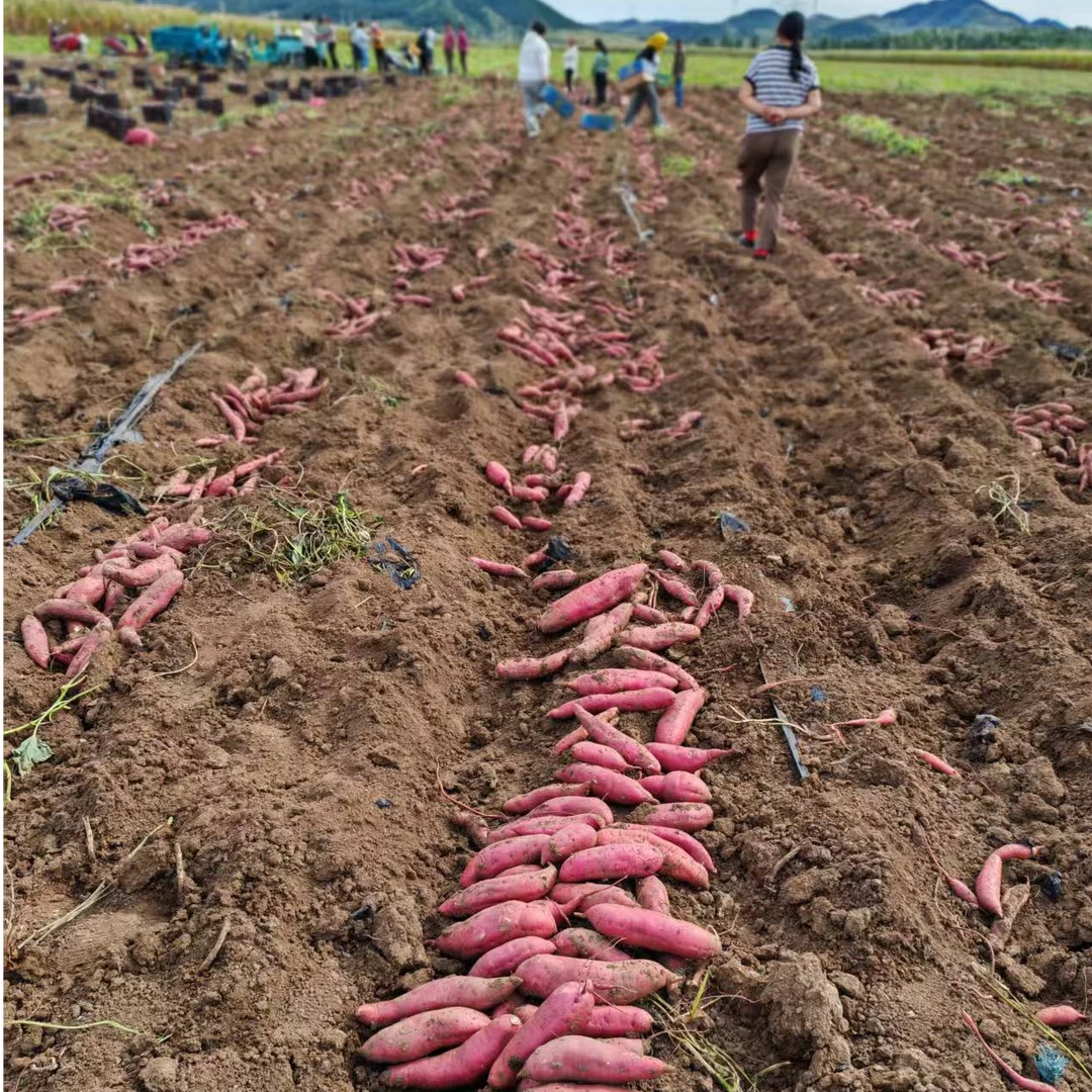 朝阳六家子西瓜红地瓜