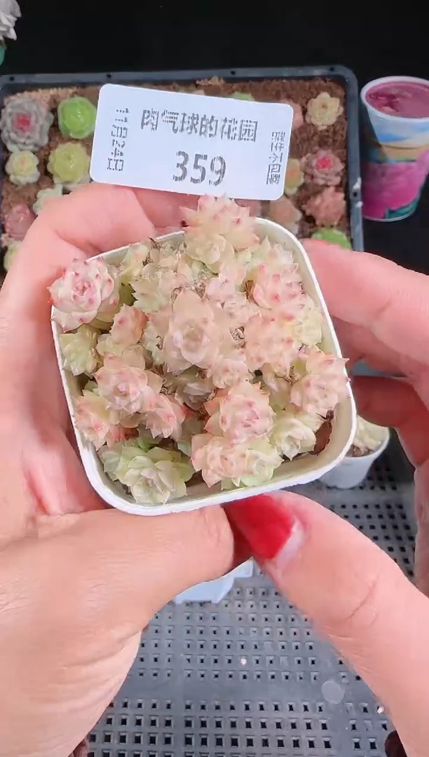 1124-359群生不包整