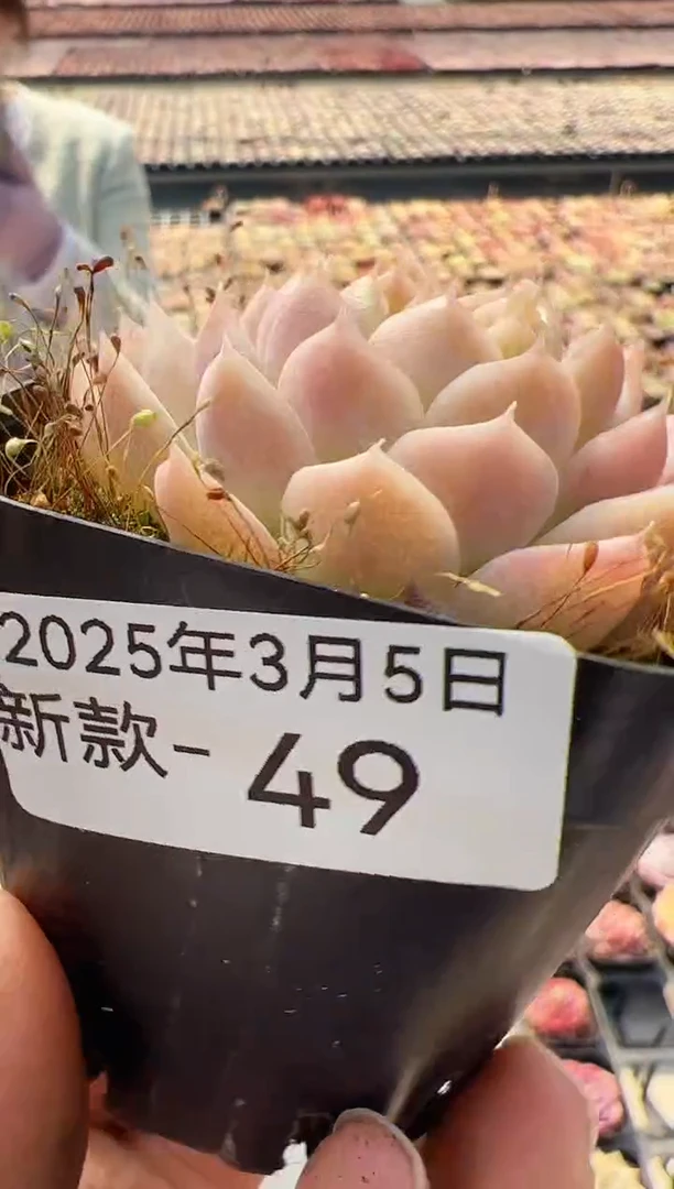 【闪购商品】新款多肉-49