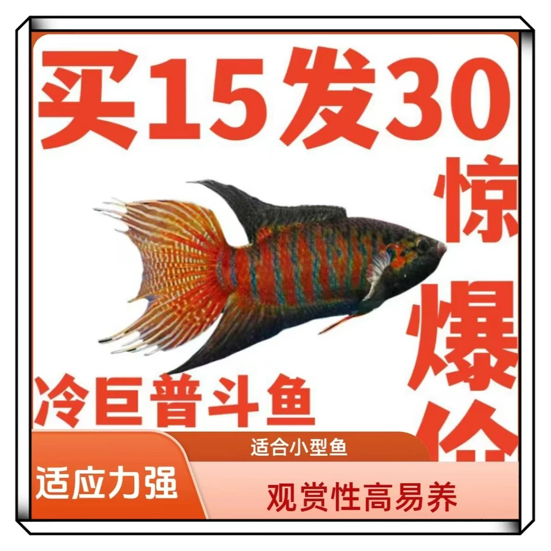 小型好养耐活中国斗鱼普叉叉尾活鱼观赏鱼冷淡水活体的懒人鱼