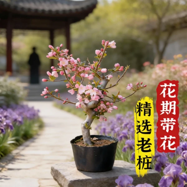 垂丝海棠老桩 以直播间讲解为准