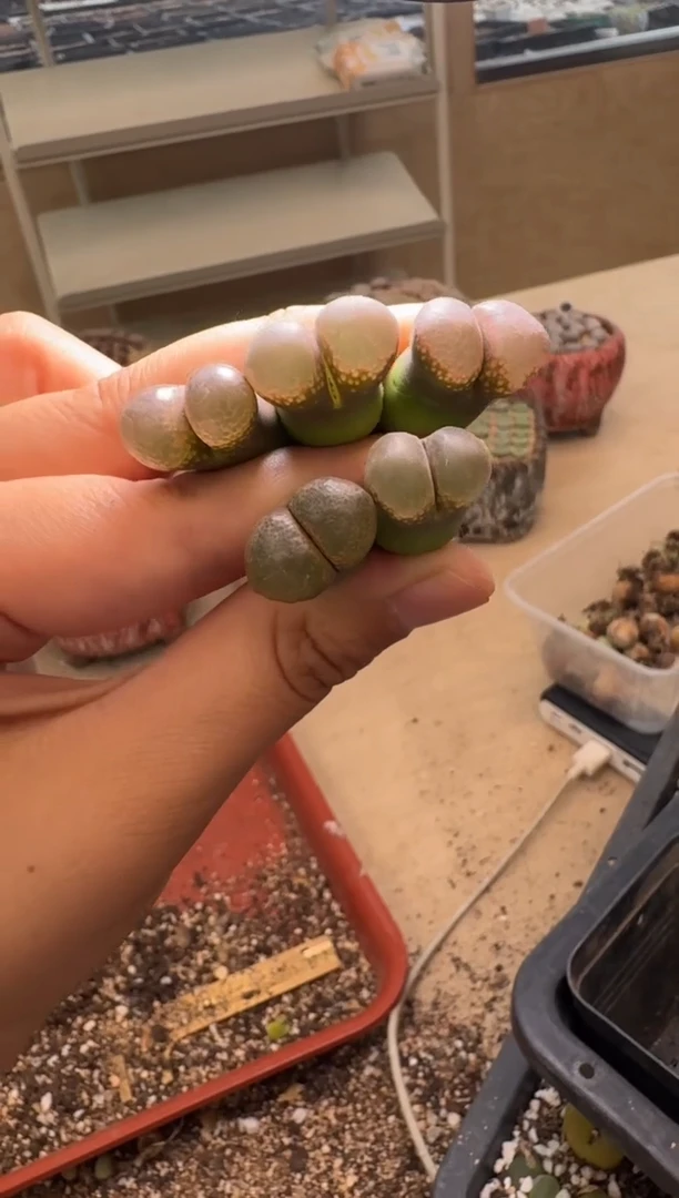 开****x9-159多肉植物肉锥