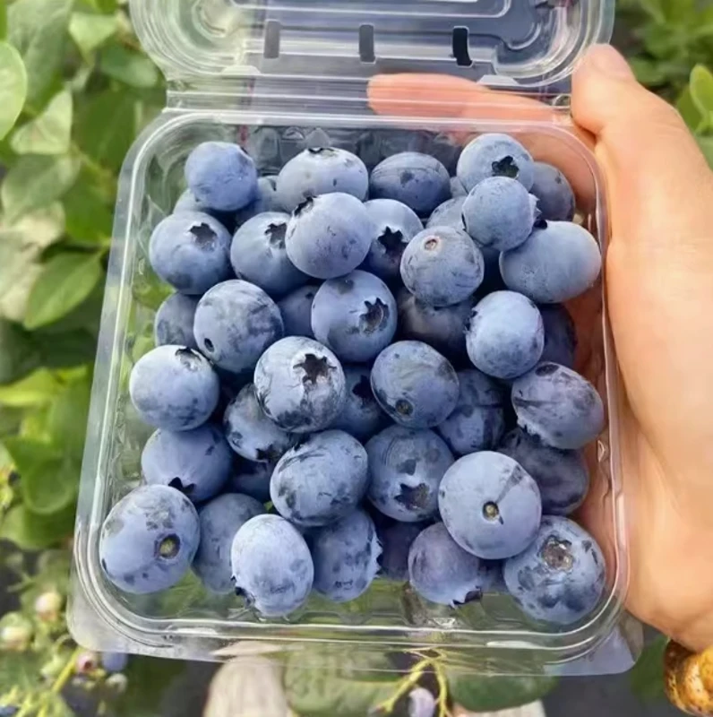 现摘蓝莓125g/盒