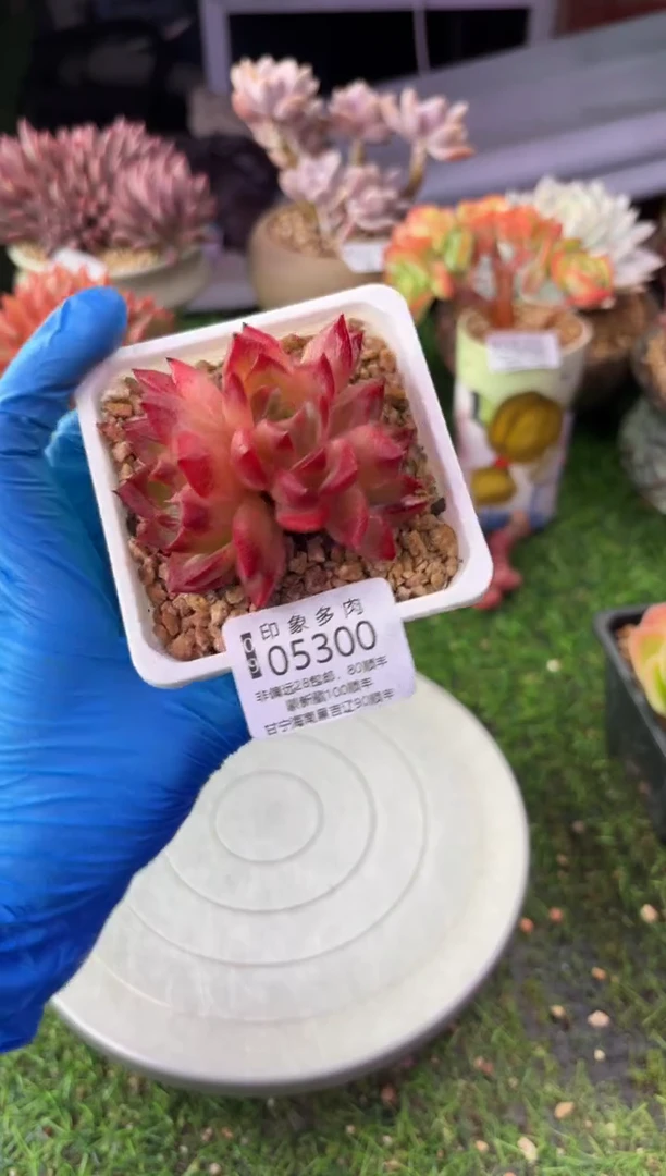 昆明印象多肉05300
