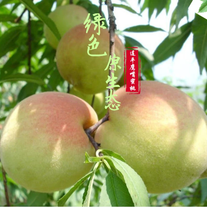 【果王礼盒装】正宗广东连平上坪鹰嘴蜜桃新鲜现摘脆甜爽口当季水果