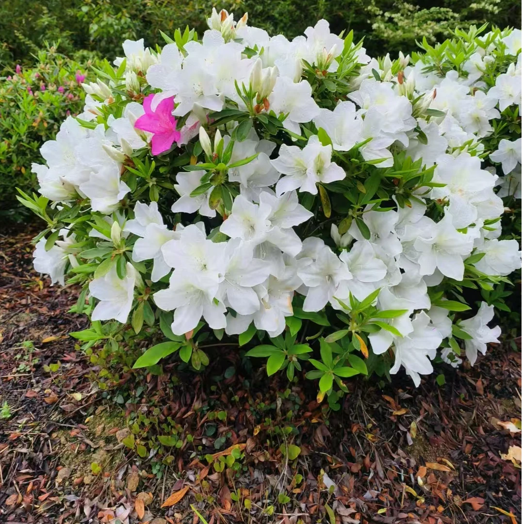 百里杜鹃《爆花了》