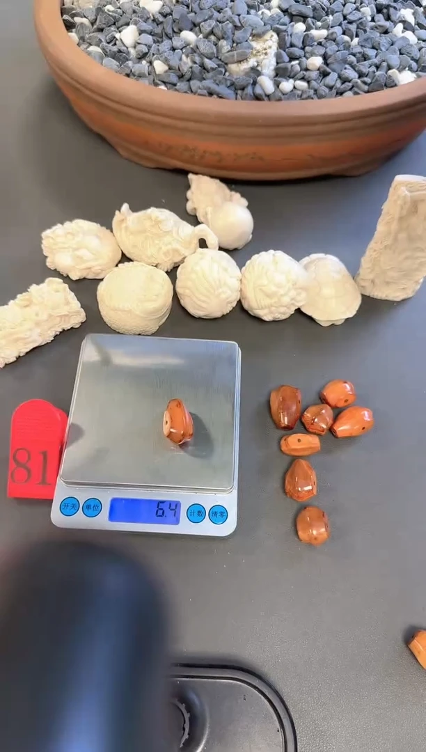 猛犸猪肝红鲨鱼背***81号