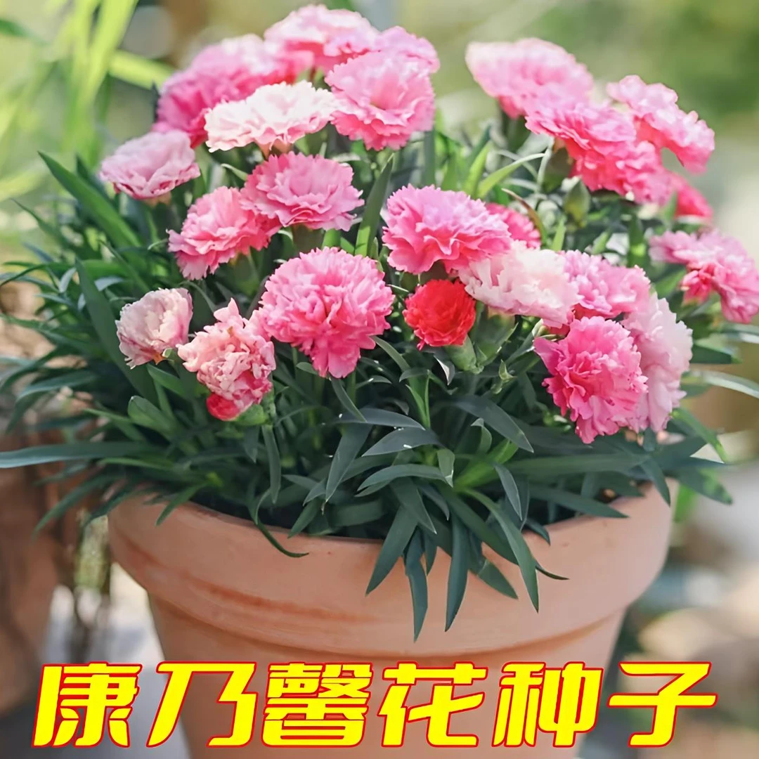 混色重瓣康乃馨种子耐寒易活四季开花盆栽花卉绿植