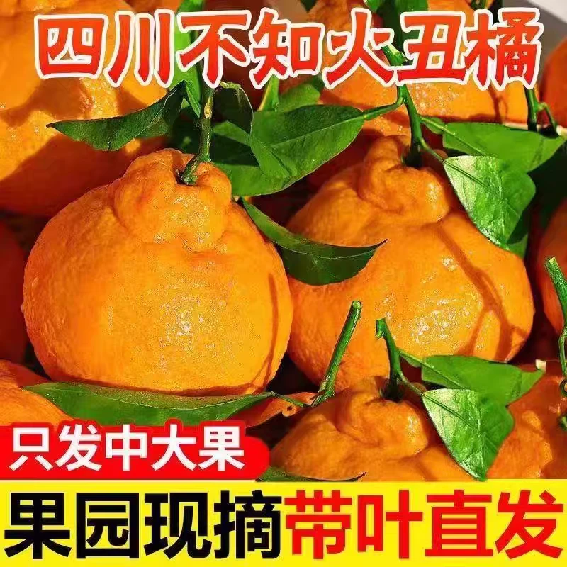 头茬丑橘(薄皮多汁甘甜可口）