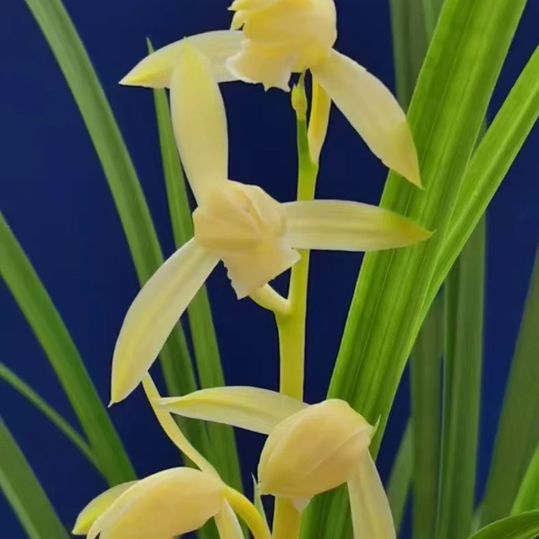 赵鹏推荐--秋之黄素