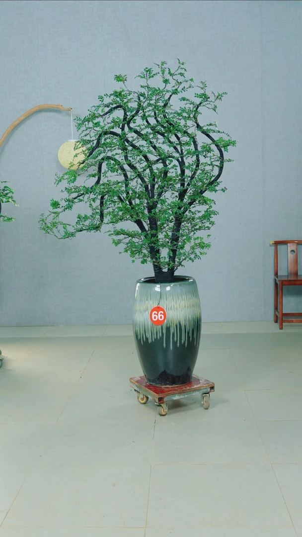 无花朵用****2广东小叶紫檀