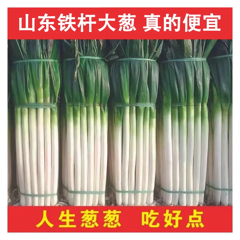 SZX山东正宗安丘铁杆大葱特级正宗便宜蔬菜去皮现挖现发鲜葱