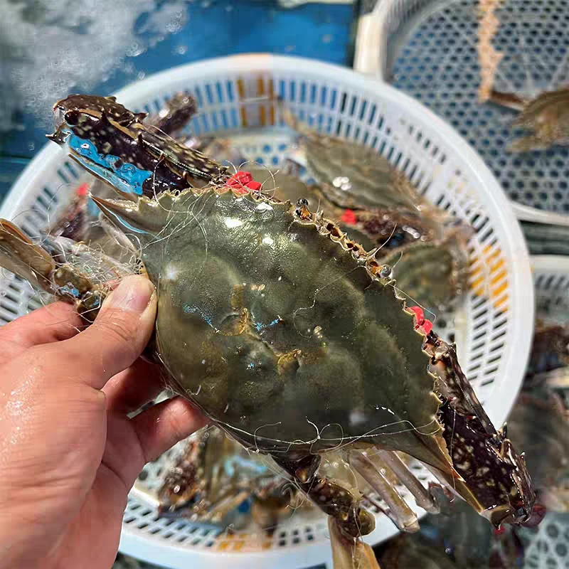 【上新】鲜活 梭子蟹/东北公梭子蟹肉多 2-5两/只 3斤/份【保鲜不保活】海蟹掉爪属正常现象