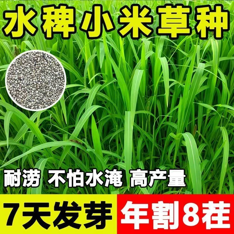 小米草种籽养殖水草虾蟹雀叶稗湖南稷子牧草种子水草草籽喂鱼草种
