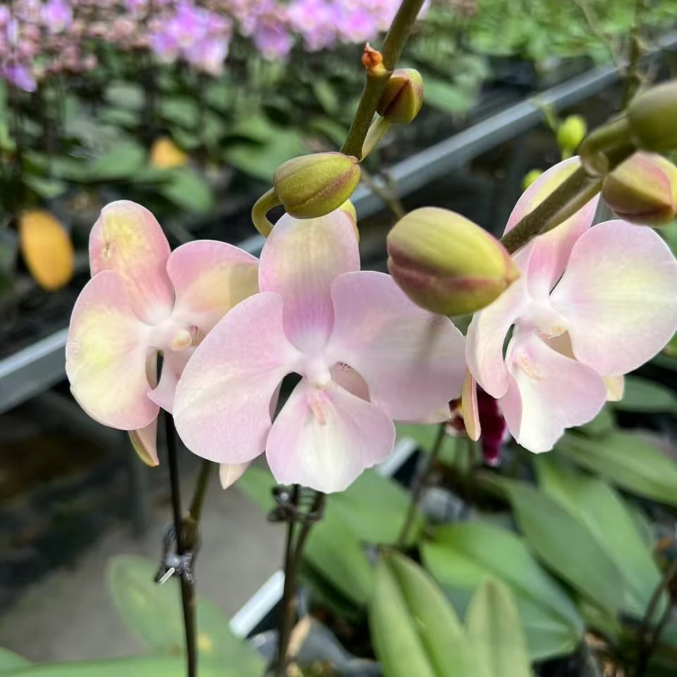 【苗】【威尼斯】3.0寸加高杯成熟苗 基地直发