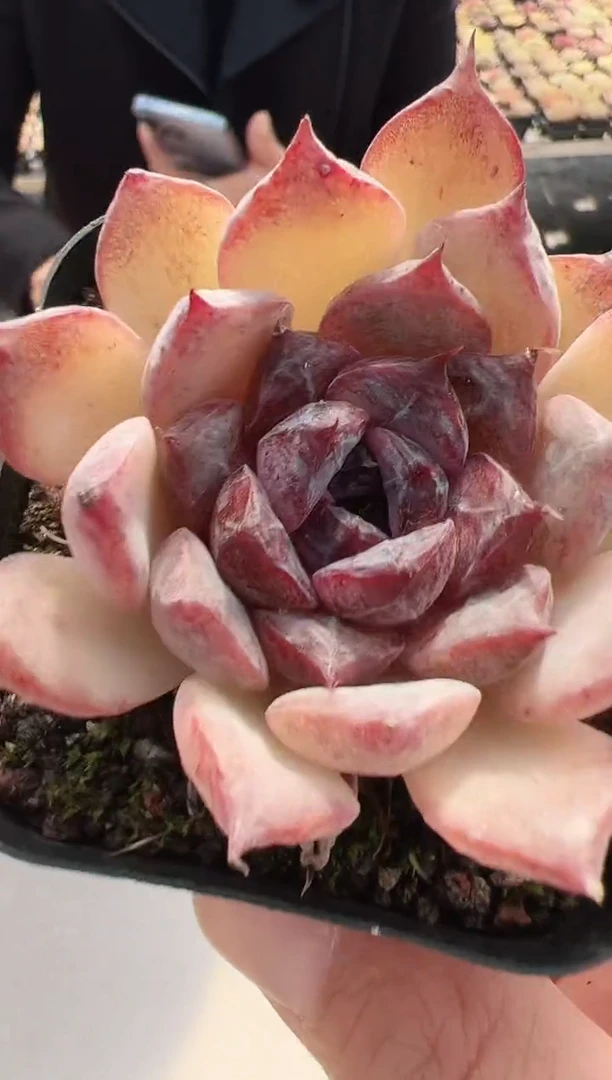 【闪购商品】新款多肉-41