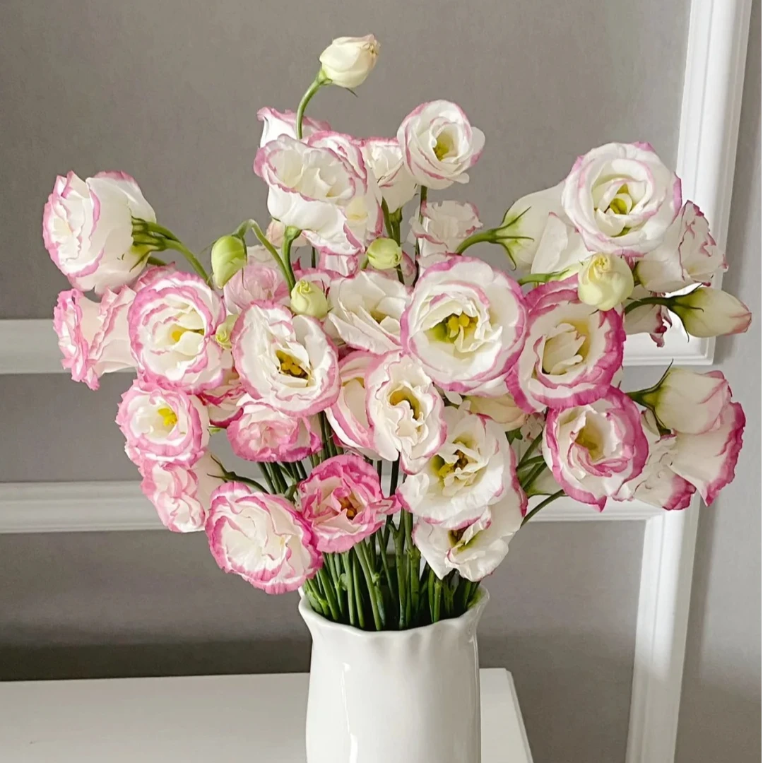 粉边洋桔梗 三单京东 鲜花需要醒花摘叶 揽收无法退款