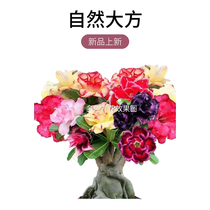 沙漠玫瑰盆栽复瓣多色勤花爆花当年开花