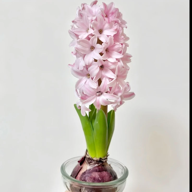 【风信子】水培 重瓣 浓香四溢 室内桌面绿植 多色可选 开花不断